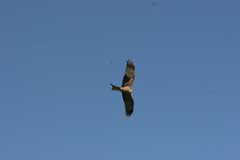 Kite Soaring Over<br>Great Rift Valley!