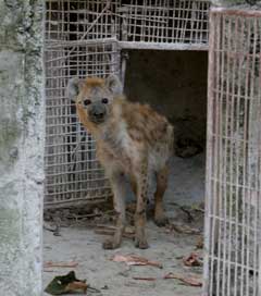 Hyena at the Butijera Zoo